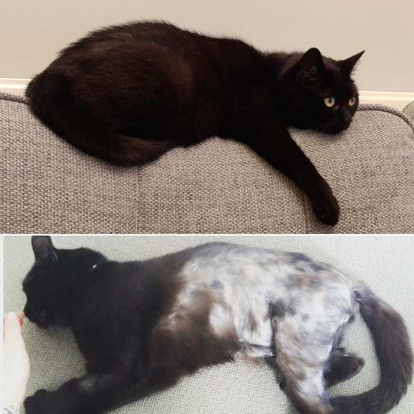 How old is your cat?