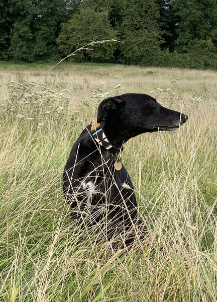 Pictures of our dogs...
