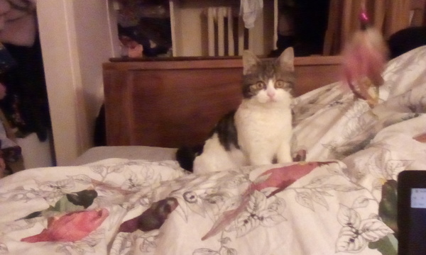 Cat chat - 100 slave tips