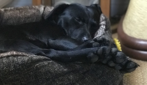 Anyone have a lab?