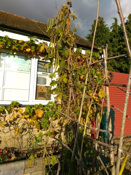 what should I do with these veg plants?