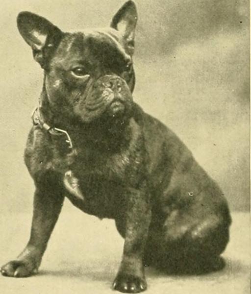 Sister-in-law is getting a french bulldog puppy and am feeling very judgemental about it!