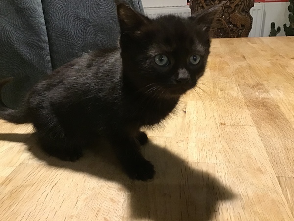 Help name our new kitten, please!