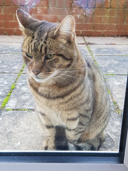 Next door's -thug- cat