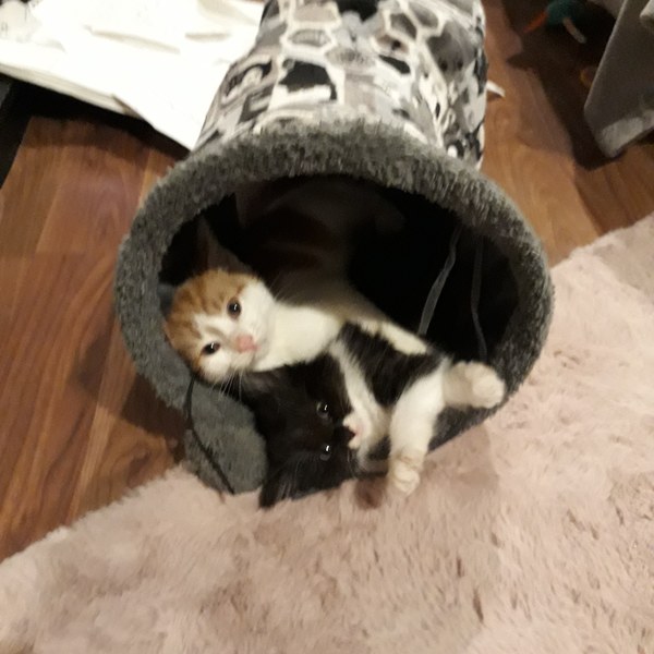 Has anyone regretted getting a kitten?