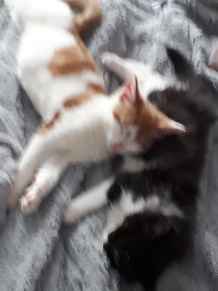 I never realised cats could be such ‘friends’