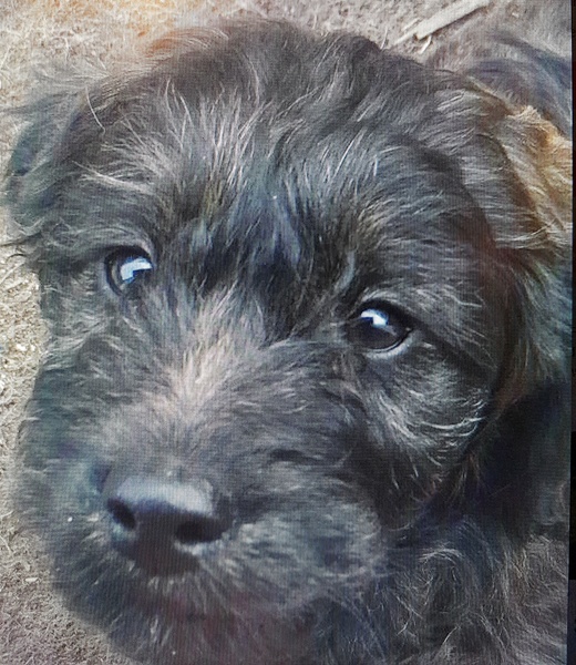 Puppy name inspiration, please?