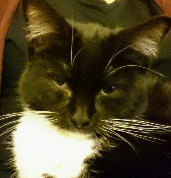 Meet my foster kitty