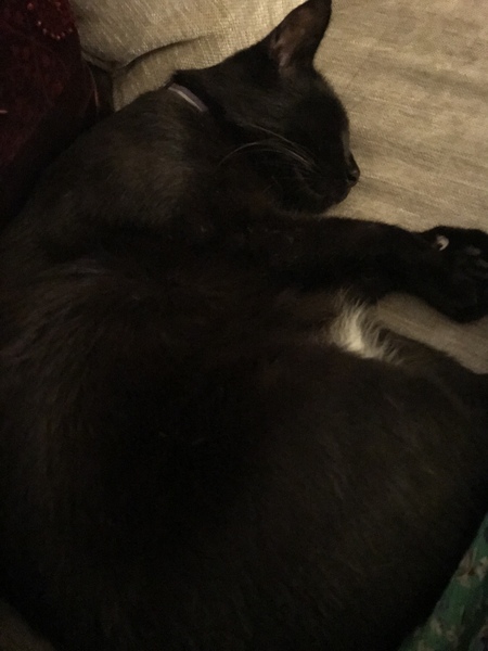 How old is your cat?