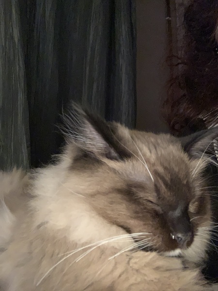 My cats have stopped eating 😢