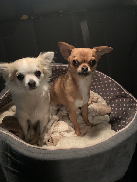 Tell me the names of female dogs you know please!