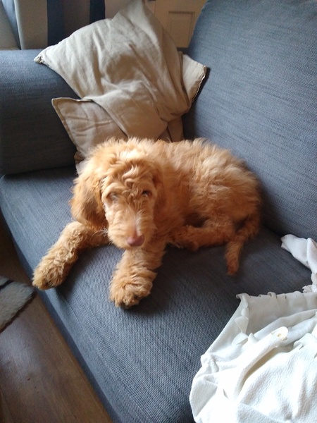 Puppy Support Group 2