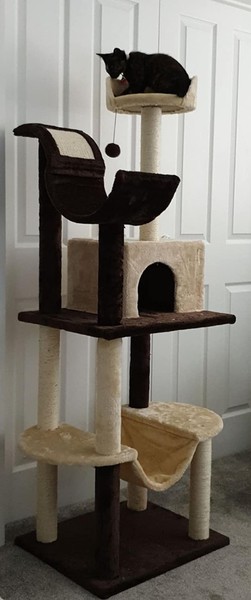 Help! Kitten discipline!