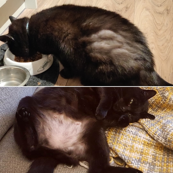 How old is your cat?