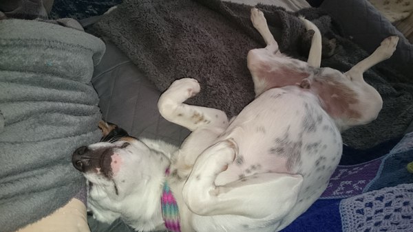 Funny ways your pets sleep