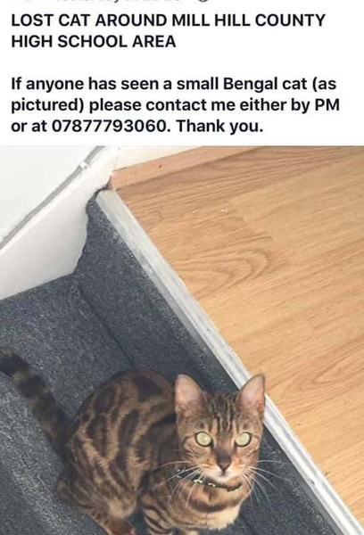 UK Cat Killer still active in the following areas: Edgware, Barnet, Northolt