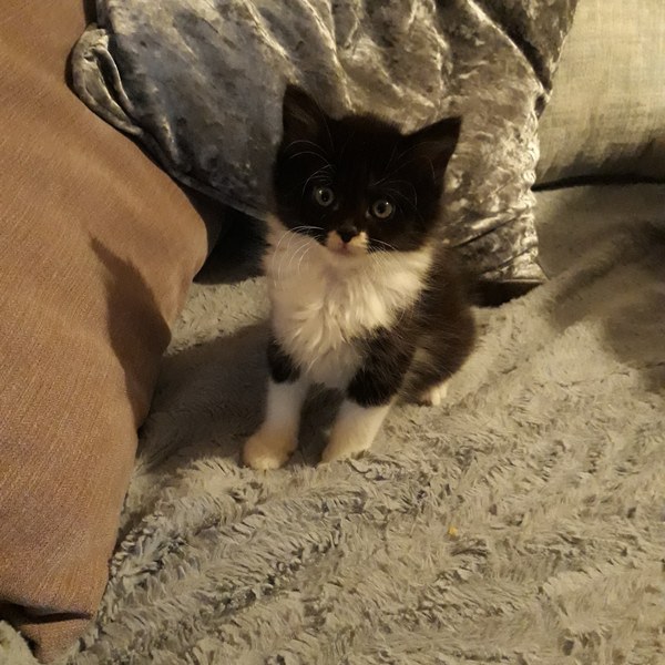 Kitten Never Shuts Up!