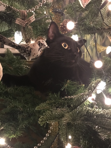 Christmas tree and cats