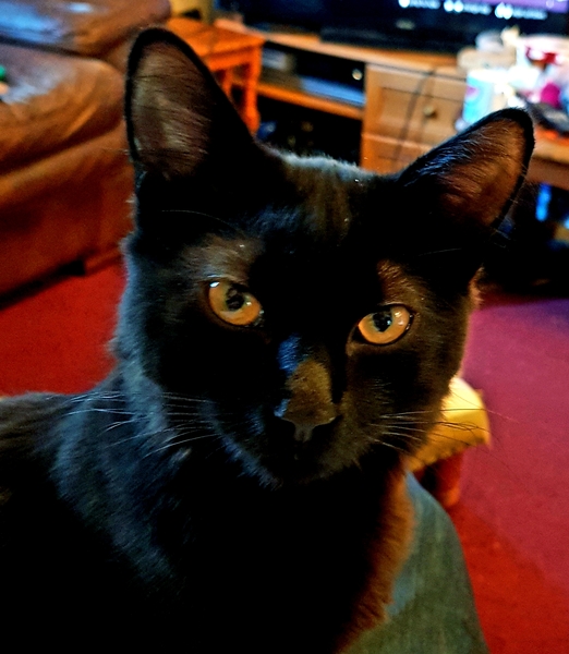 Westminstenders: The end of tribalism