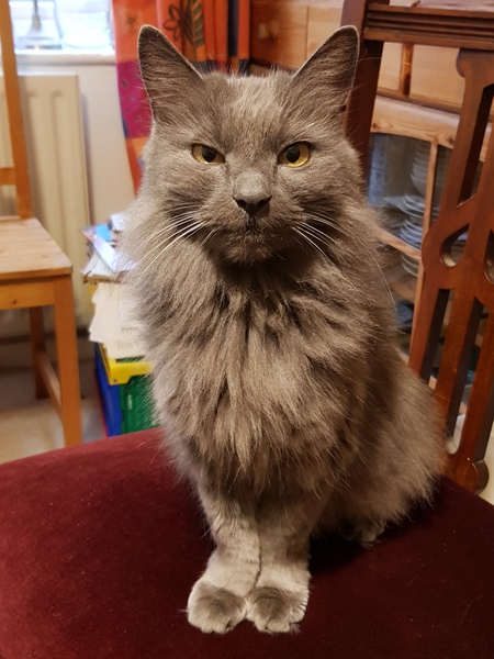 Next door's -thug- cat