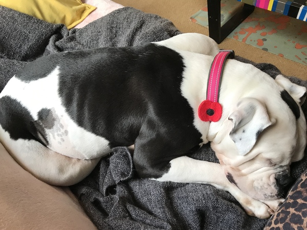 Dog in heat won’t go for walks! Is this ‘normal’??