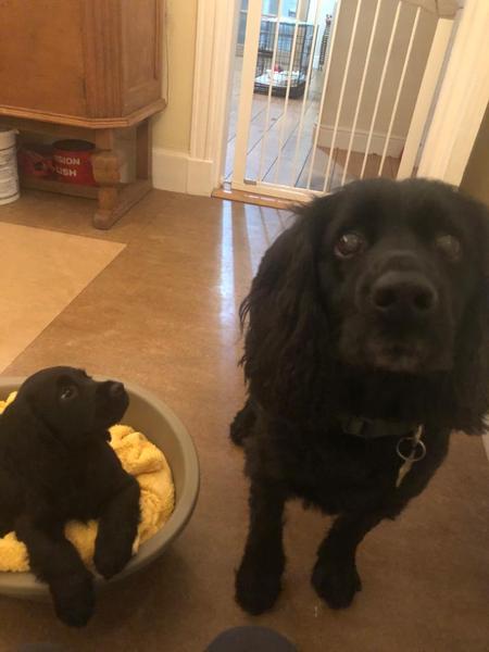 To think that taking the seventh pup in a litter of 7 was going to be easy