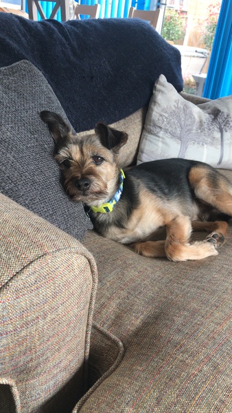 To think that generally, dogs have bigger personalities than cats?