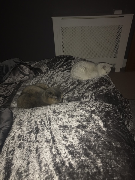 How many cats is too many cats?