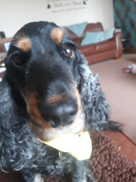 General Dog Chat 5