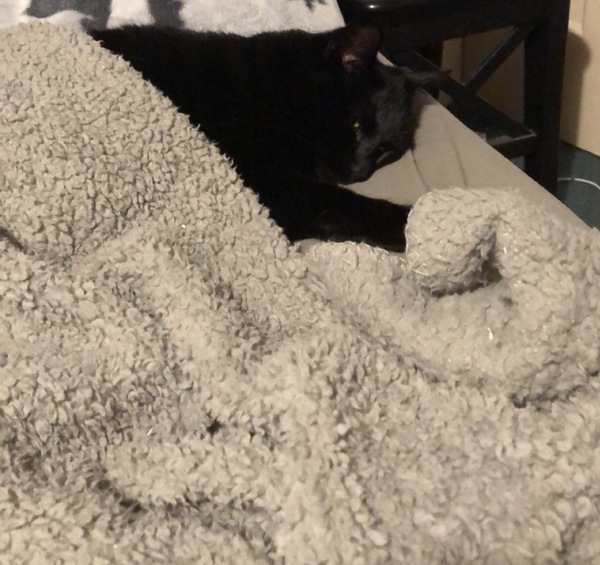 Why does anyone buy a dedicated cat bed?