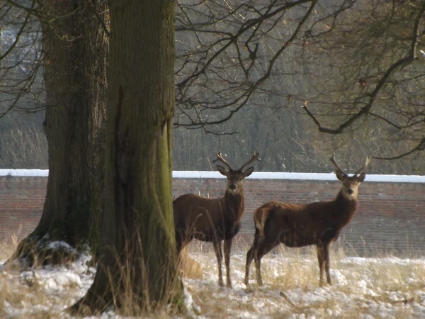Read how Mumsnet users make their Christmas magical