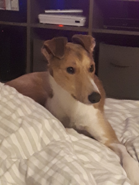 What is your dog called?