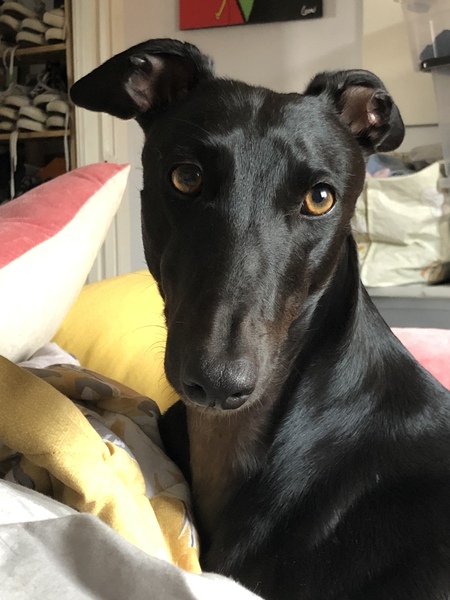 My dog is best dog