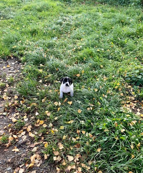 Share your puppy tips-please!