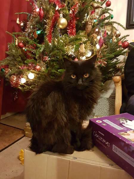 Christmas tree and cats