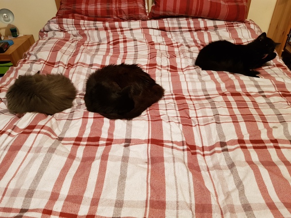 Why does anyone buy a dedicated cat bed?