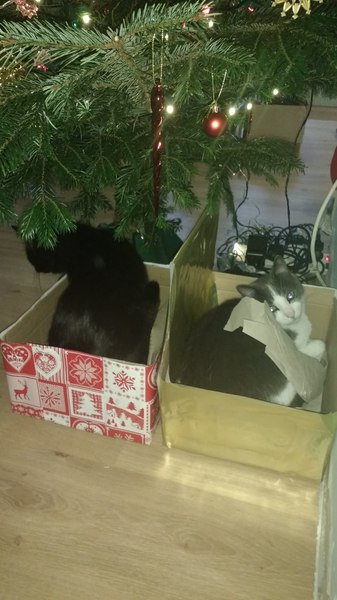 advice pls - Kittens and Christmas Trees