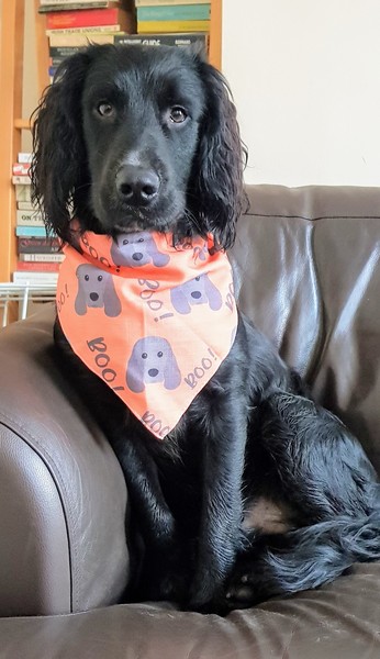 My dog is best dog