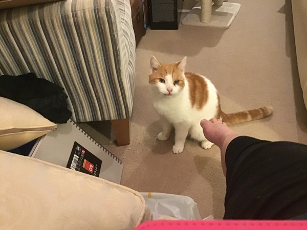 My cats have stopped eating 😢