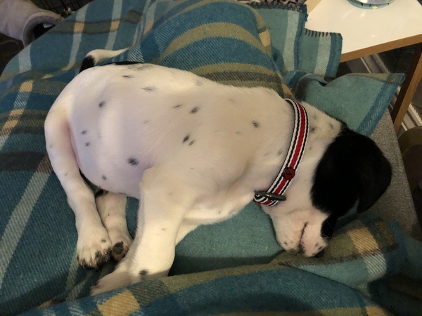 should I be letting puppy nap on my lap so much?