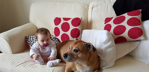 Not to understand why anyone could choose to have those ugly looking dogs?