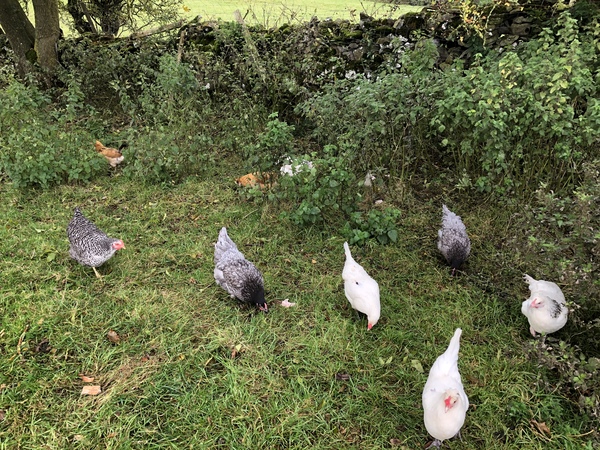 to consider a few Chickens (and am I underestimating how much work they are?)