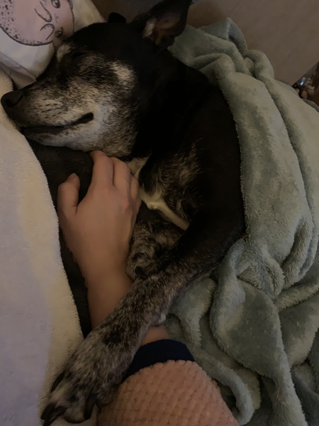 Dog being PTS tomorrow hand hold?