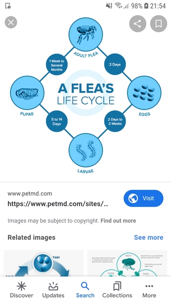 Fleas on dog