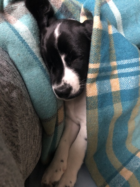 Am I ‘spoiling’ puppy by letting him sleep on me?