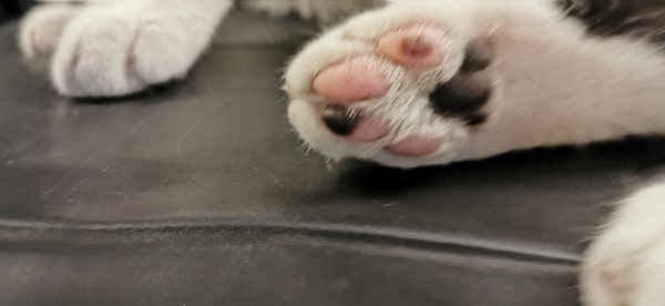I find the paws of black and white cats, fascinating...
