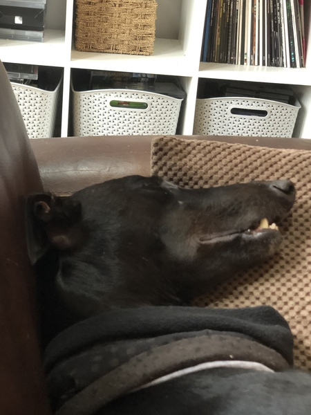 Have you got a rescue dog? Especially a greyhound, lurcher or whippet? Advice please....