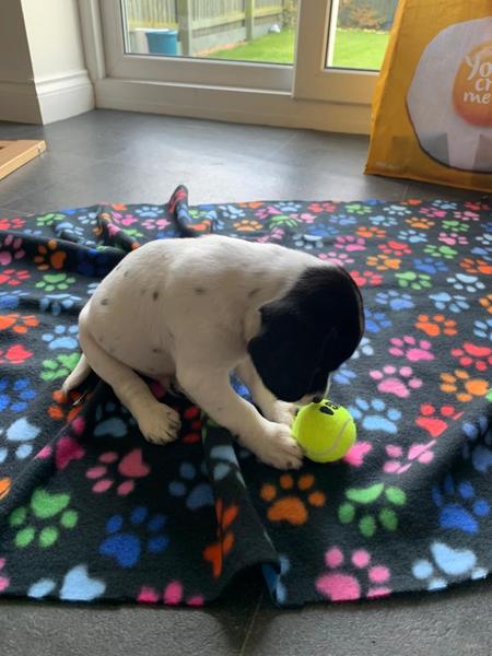 When do the health benefits of owning a dog kick in cause right now I feel like I’m heading for a breakdown!
