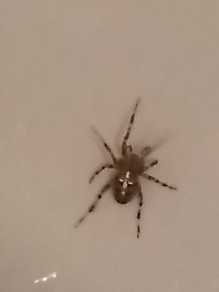 Is this a false widow spider