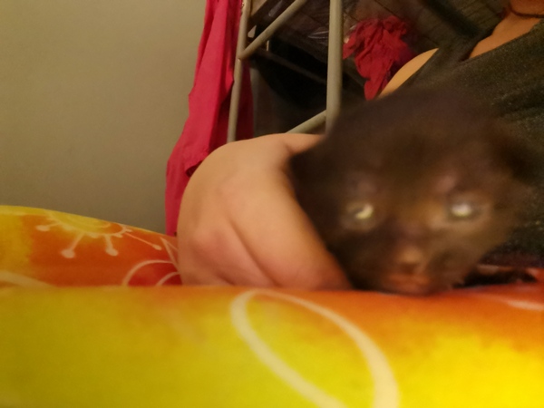 Meet my foster kitty